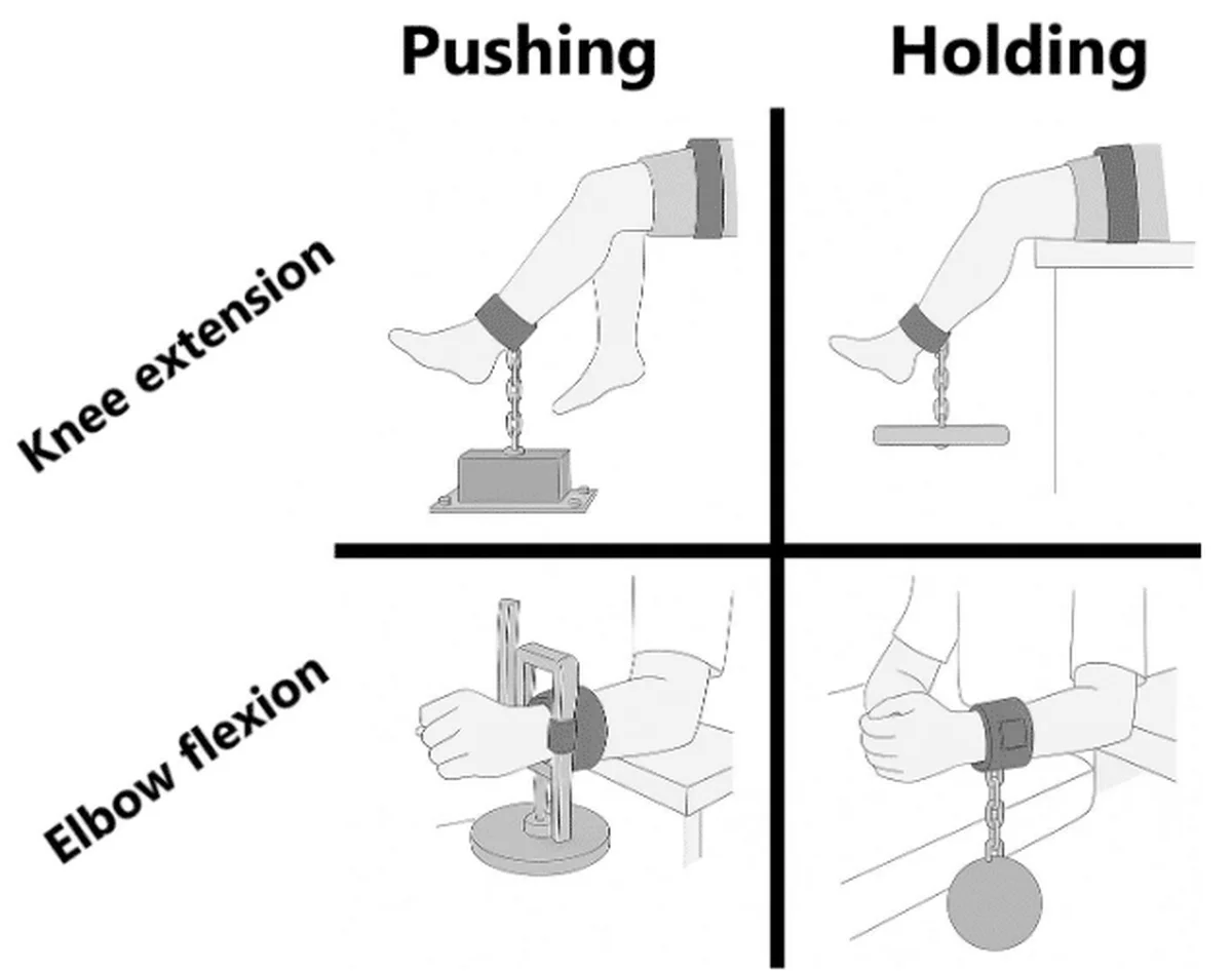 Hold Still: What the Evidence Actually Says About Isometric Training for Strength and Size