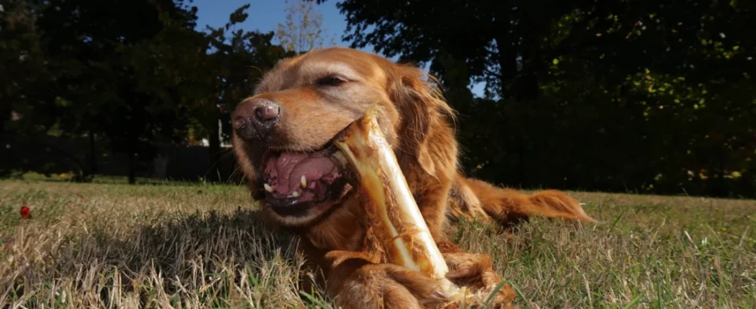 Bison Bones for Dogs: The Natural Way to Clean Your Dog’s Teeth