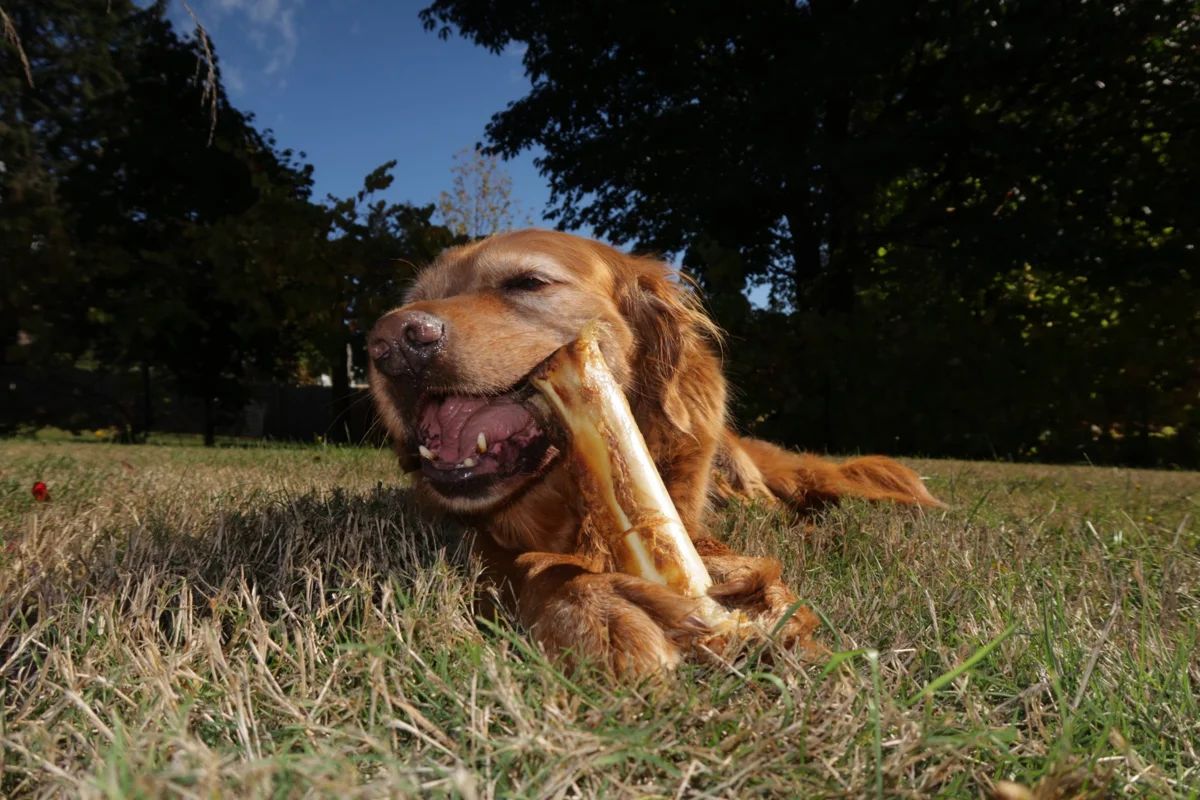 Bison Bones for Dogs: The Natural Way to Clean Your Dog’s Teeth