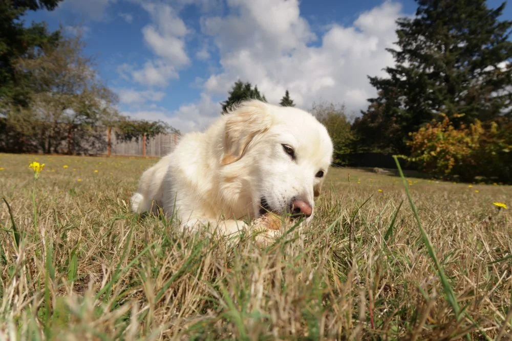 Dog lying in grass calmly chewing a small natural bone outdoors